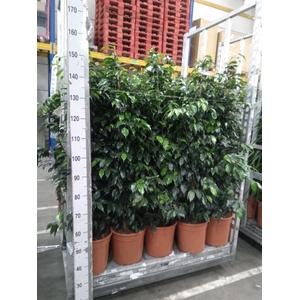Ficus benja. 'Danielle'