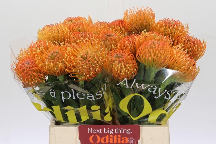 <h4>Nutans Ayoba Peach</h4>