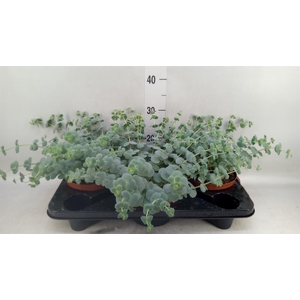 Sedum sieboldii