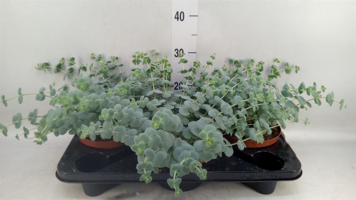 <h4>Sedum sieboldii</h4>