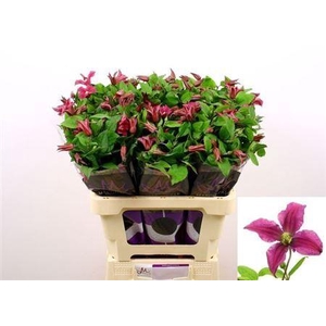 Clematis Amazing Kyiv Pink