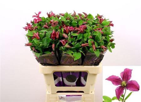 Clematis Amazing Kyiv Pink