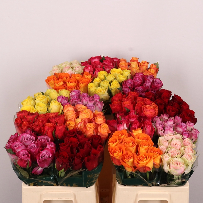 <h4>R GR GEM IN FUST</h4>