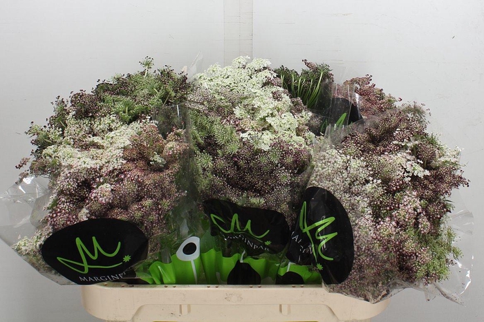 <h4>Daucus Carota Dara</h4>