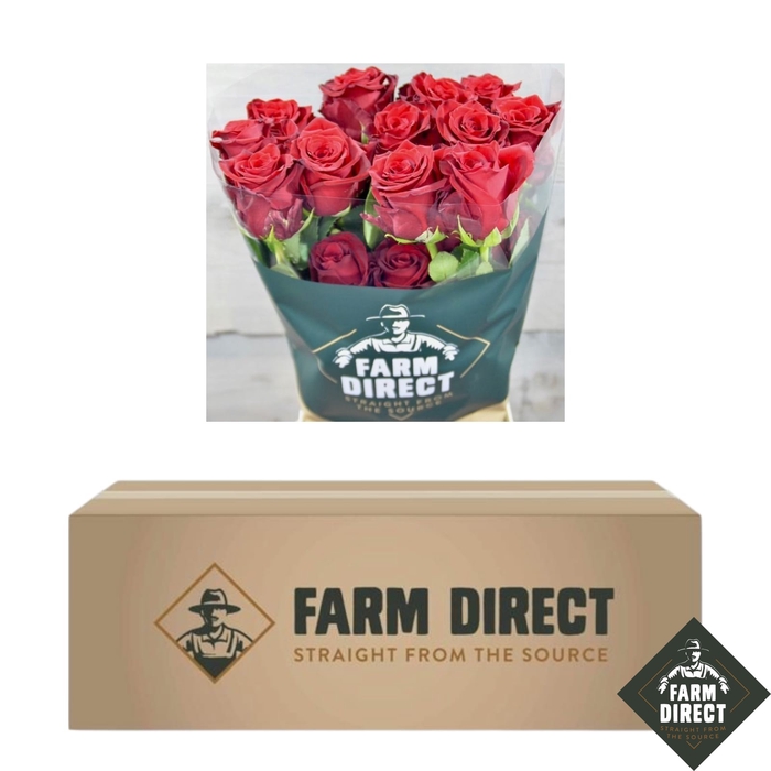 <h4>R GR FREEDOM (BOX)</h4>