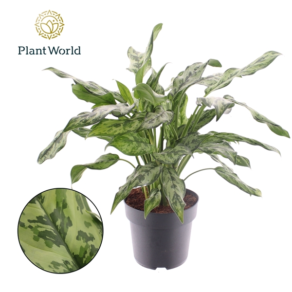<h4>Aglaonema Juliette</h4>