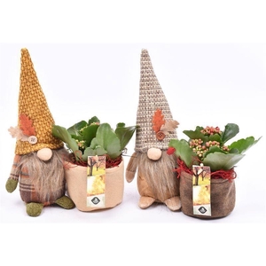 ARR.    PLANTEN  L% GNOOM HERFST MI