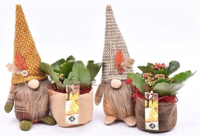 <h4>ARR.    PLANTEN  L% GNOOM HERFST MI</h4>