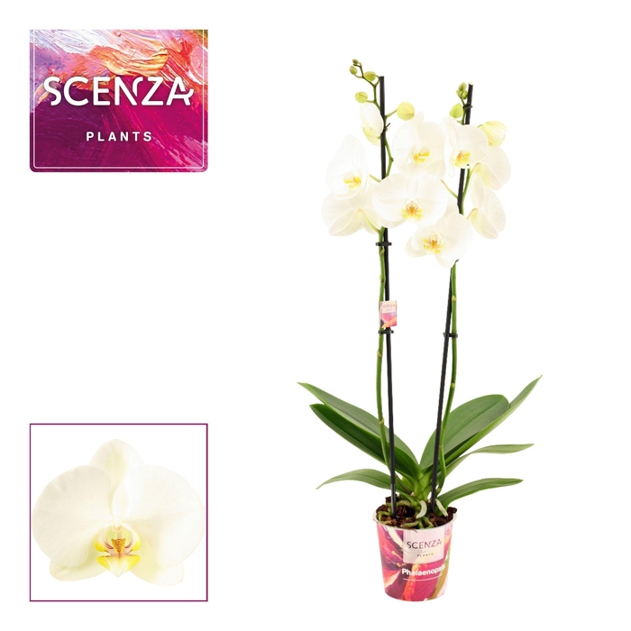 Phalaenopsis 2 tak 14+ wit (Scenza)