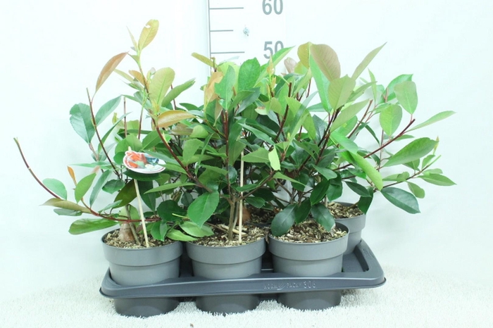 <h4>Photinia x fraseri 'Red Robin' P17 potgekweekt</h4>