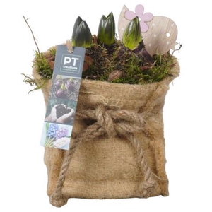 PTHC9189 Arrangement Hyacints in jute zak