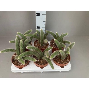 Cactus   ...hangingplants