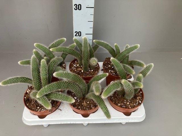 <h4>Cactus   ...hangingplants</h4>