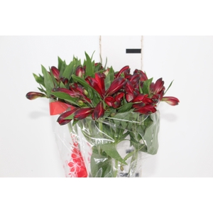 ALSTROEMERIA MERLOT 080 CM VERMELHO