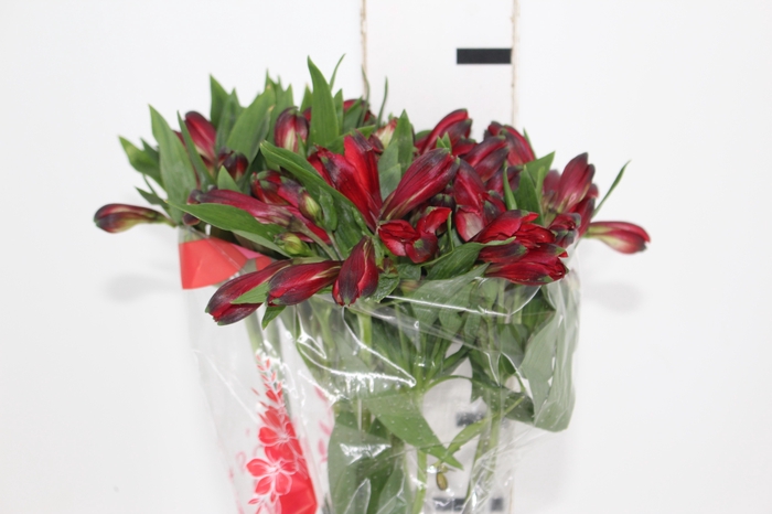 <h4>ALSTROEMERIA MERLOT 080 CM VERMELHO</h4>