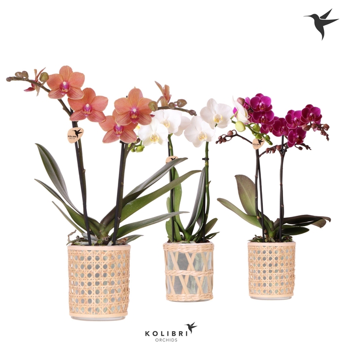 <h4>Kolibri Orchids Phalaenopsis mix 2 spike in Rotan pot mix</h4>