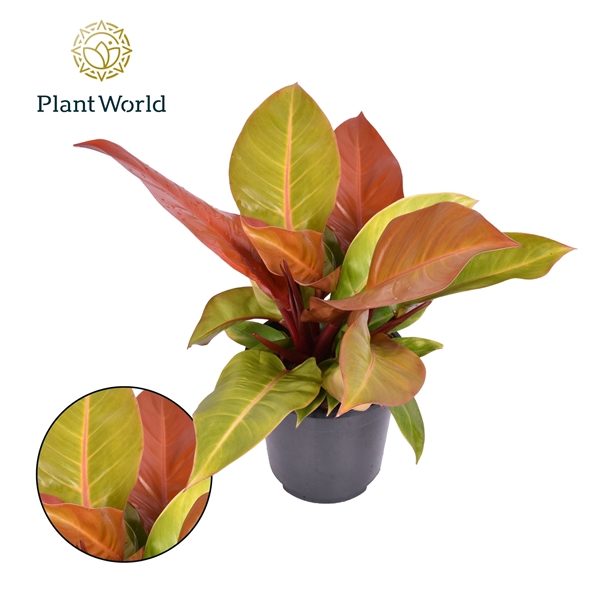 <h4>Philodendron Prince of Orange</h4>