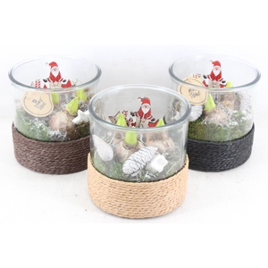 arr4 Hyacint PL - Cilin. breed touw x3