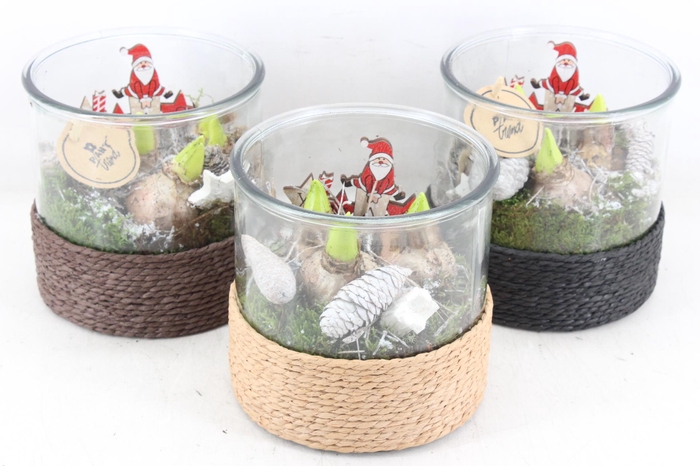 <h4>arr4 Hyacint PL - Cilin. breed touw x3</h4>