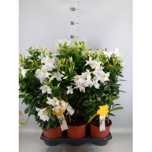Mandevilla sand. 'SumStar White'