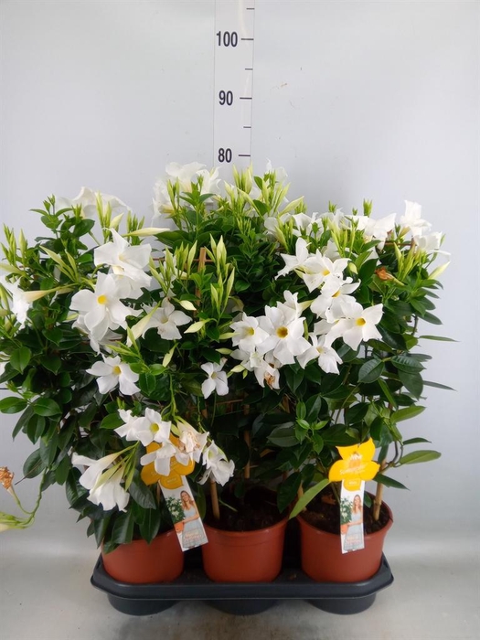 <h4>Mandevilla sand. 'SumStar White'</h4>