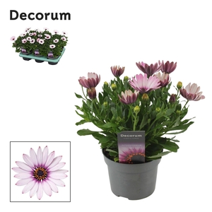 Osteospermum Quinty Decorum