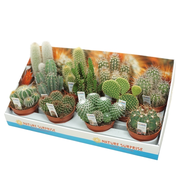 <h4>Cactus mix 10,5 cm met foto etiket in presentatiedoos</h4>