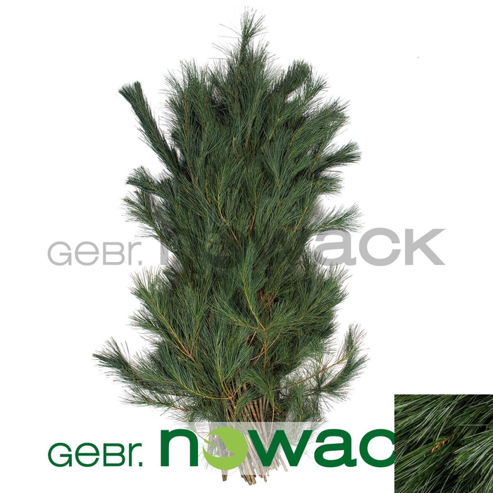 <h4>KERSTGROEN OV KILO</h4>