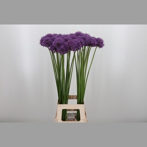 Allium Stratos