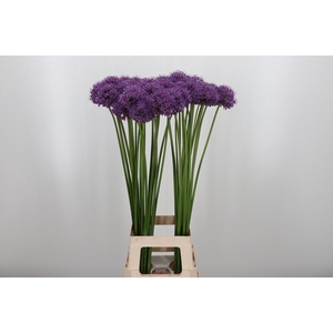Allium Stratos