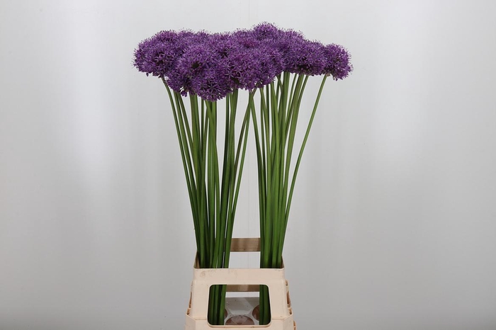 <h4>Allium Stratos</h4>