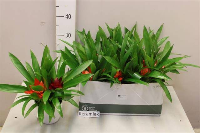 <h4>ARR BROMELIA</h4>