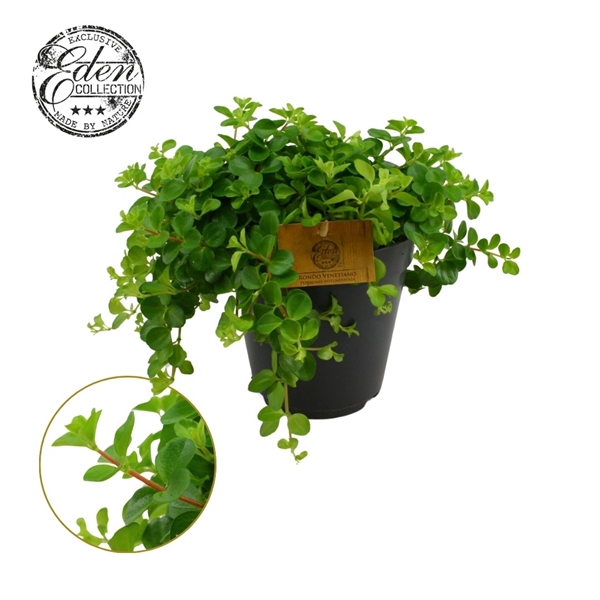 <h4>Peperomia Rotundifolia 15cm</h4>