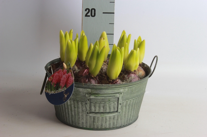 <h4>ARR BOL KNOLGEWAS</h4>