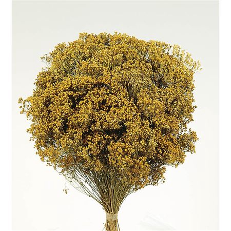 <h4>Dried Brooms Natural Bunch</h4>