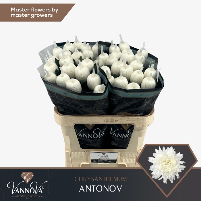 <h4>Chr G Antonov</h4>