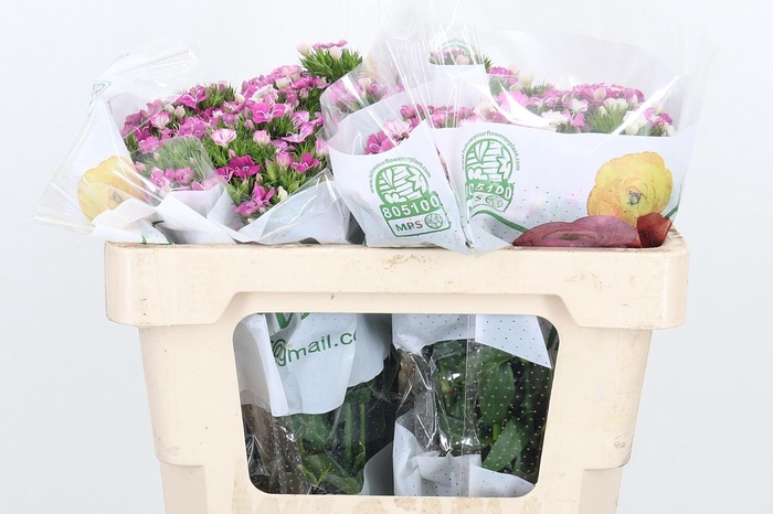 <h4>Di Barb Am Rose</h4>