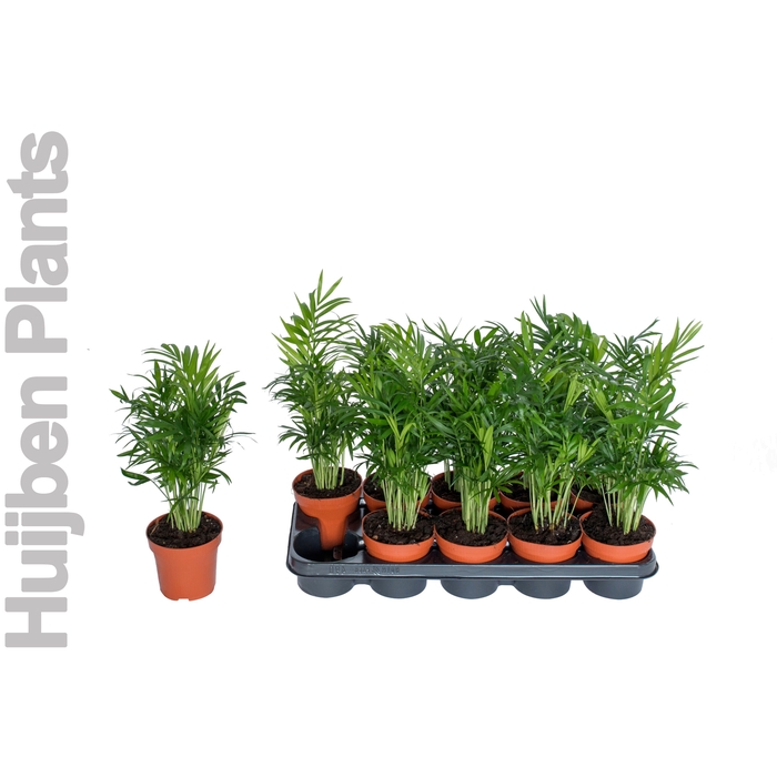 <h4>Chamaedorea elegans 12Ø 40cm</h4>