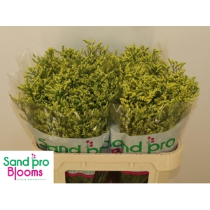 LIM SIN CHINA SUMMER