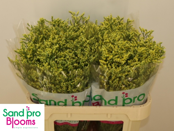 <h4>LIM SIN CHINA SUMMER</h4>