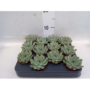 Echeveria pulidonis