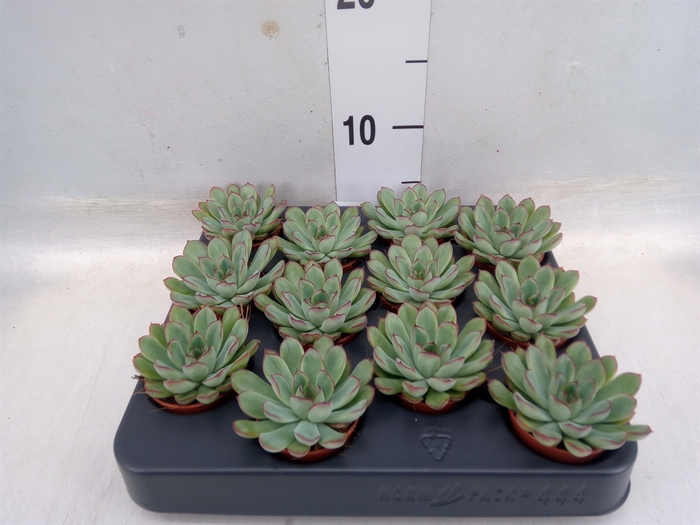 <h4>Echeveria pulidonis</h4>