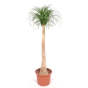 Beaucarnea recurvata