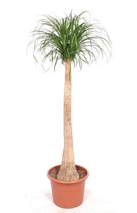 <h4>Beaucarnea recurvata</h4>