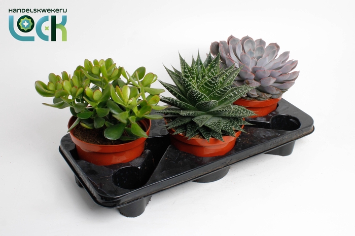 <h4>Succulenten Mix</h4>