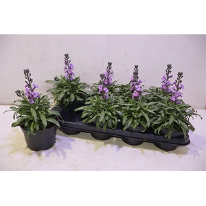 arr8 Erys Bowles Mauve