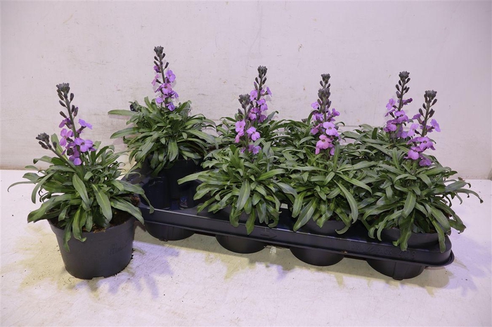 <h4>arr8 Erys Bowles Mauve</h4>