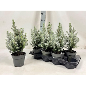 PICEA GL CONICA