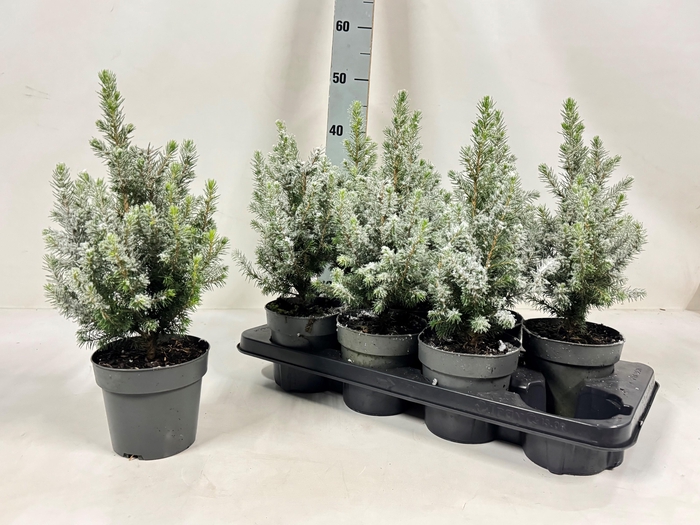 <h4>PICEA GL CONICA</h4>