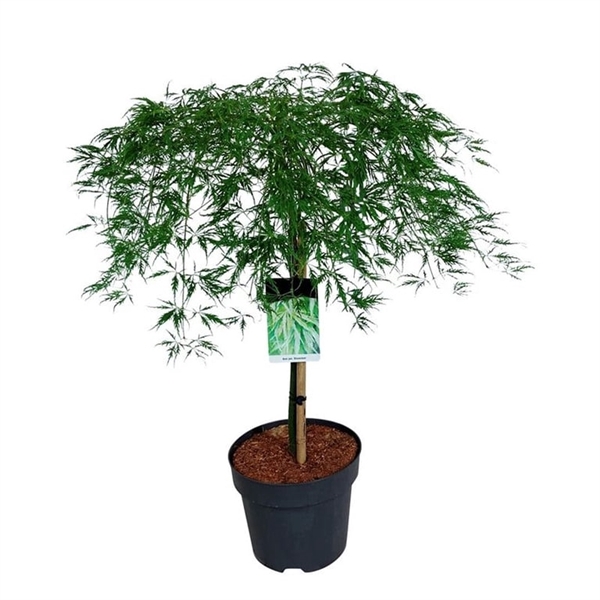 <h4>Acer pal. 'Dissectum'</h4>